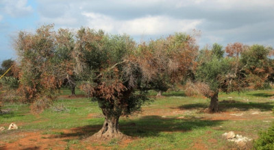 Xylella fastidiosa. Azioni per il contenimento