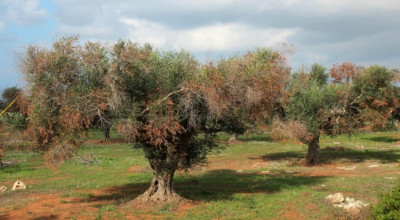 Xylella fastidiosa. Azioni per il contenimento